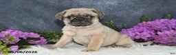 Pug dogs for sale: Greg - Ad 4