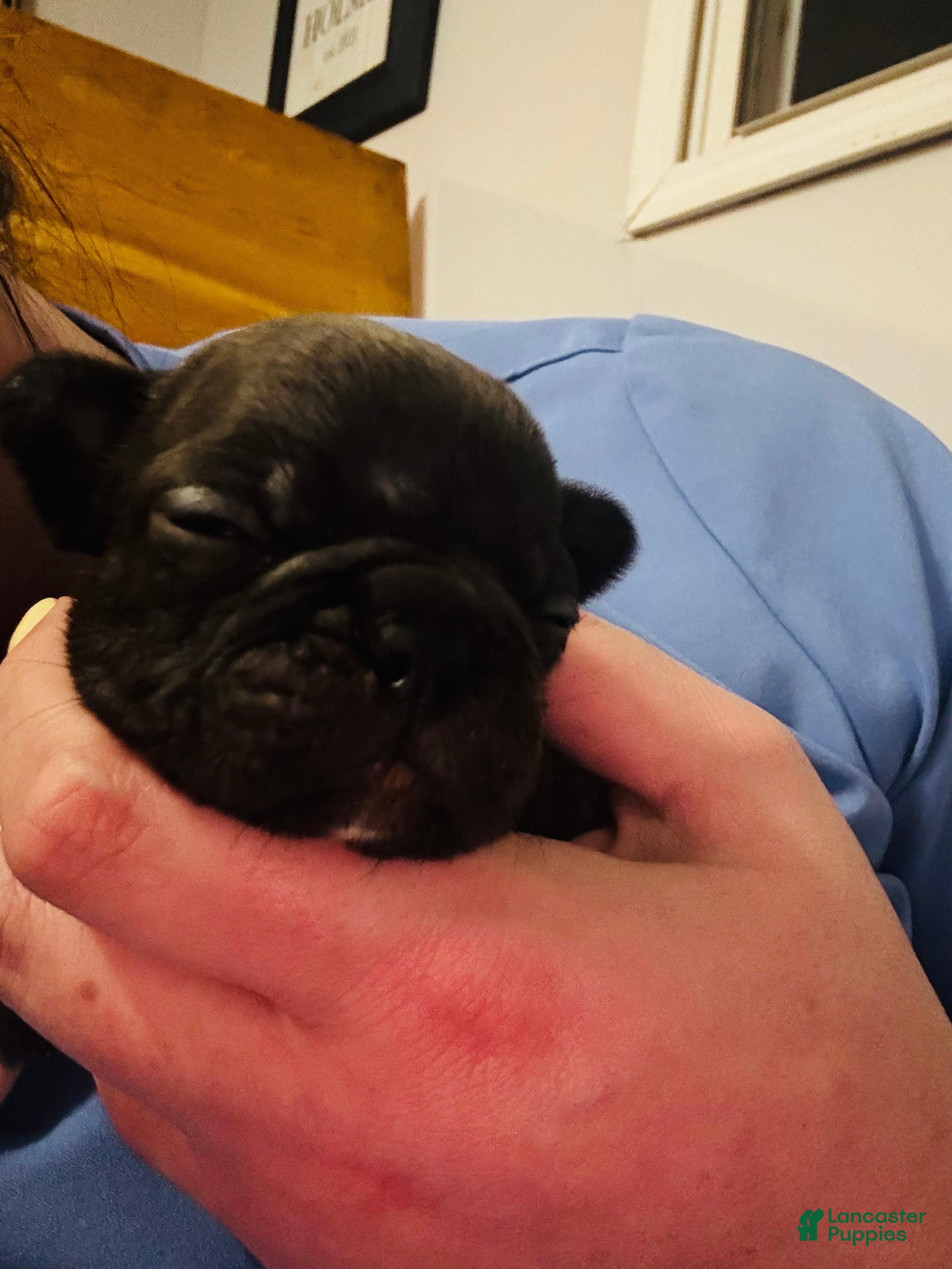 Mixed Breed dogs Jelly roll - Ad 15