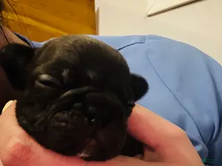 Mixed Breed dogs Jelly roll - Ad 15