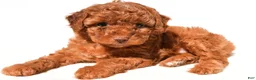 Miniature Poodle dogs for sale: Lucy - Ad 4