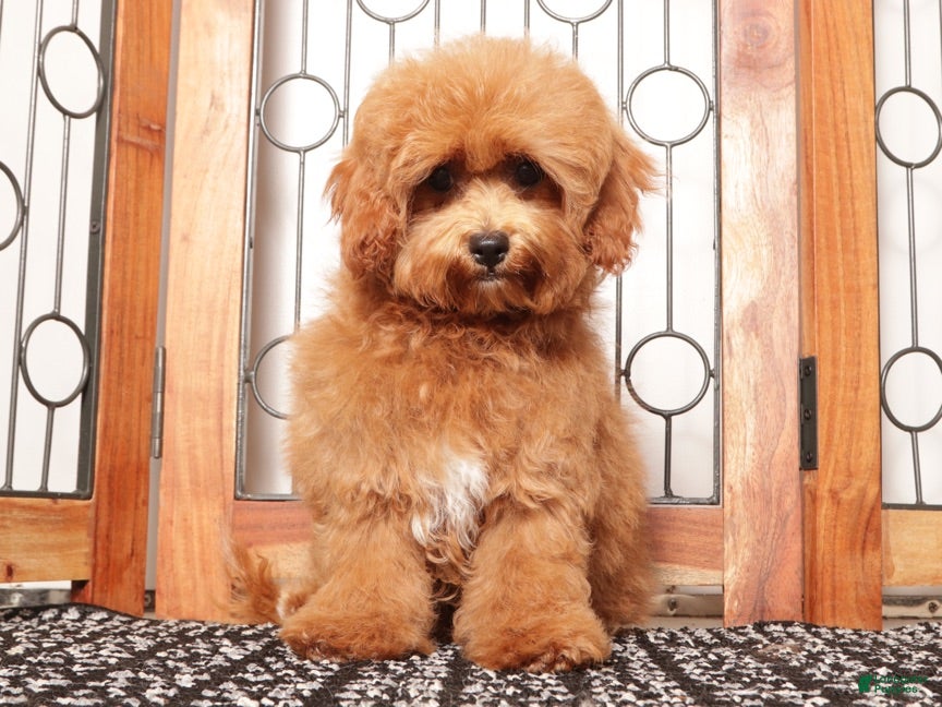 Cavapoo dogs Gracie - Ad 2