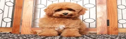 Cavapoo dogs for sale: Gracie - Ad 2
