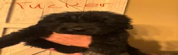 Newfoundland dogs for sale: Newfoundland Puppy 3 - Ad 4