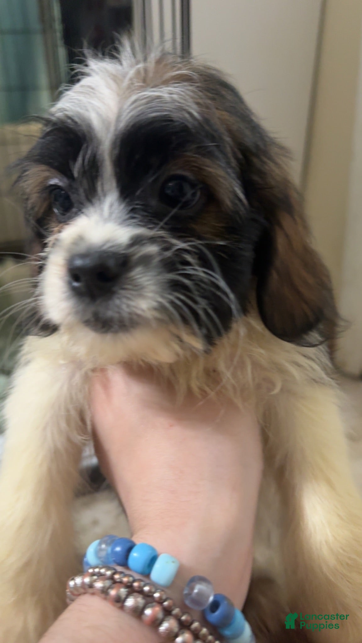Mixed Breed dogs Mixed Breed 5 - Ad 1