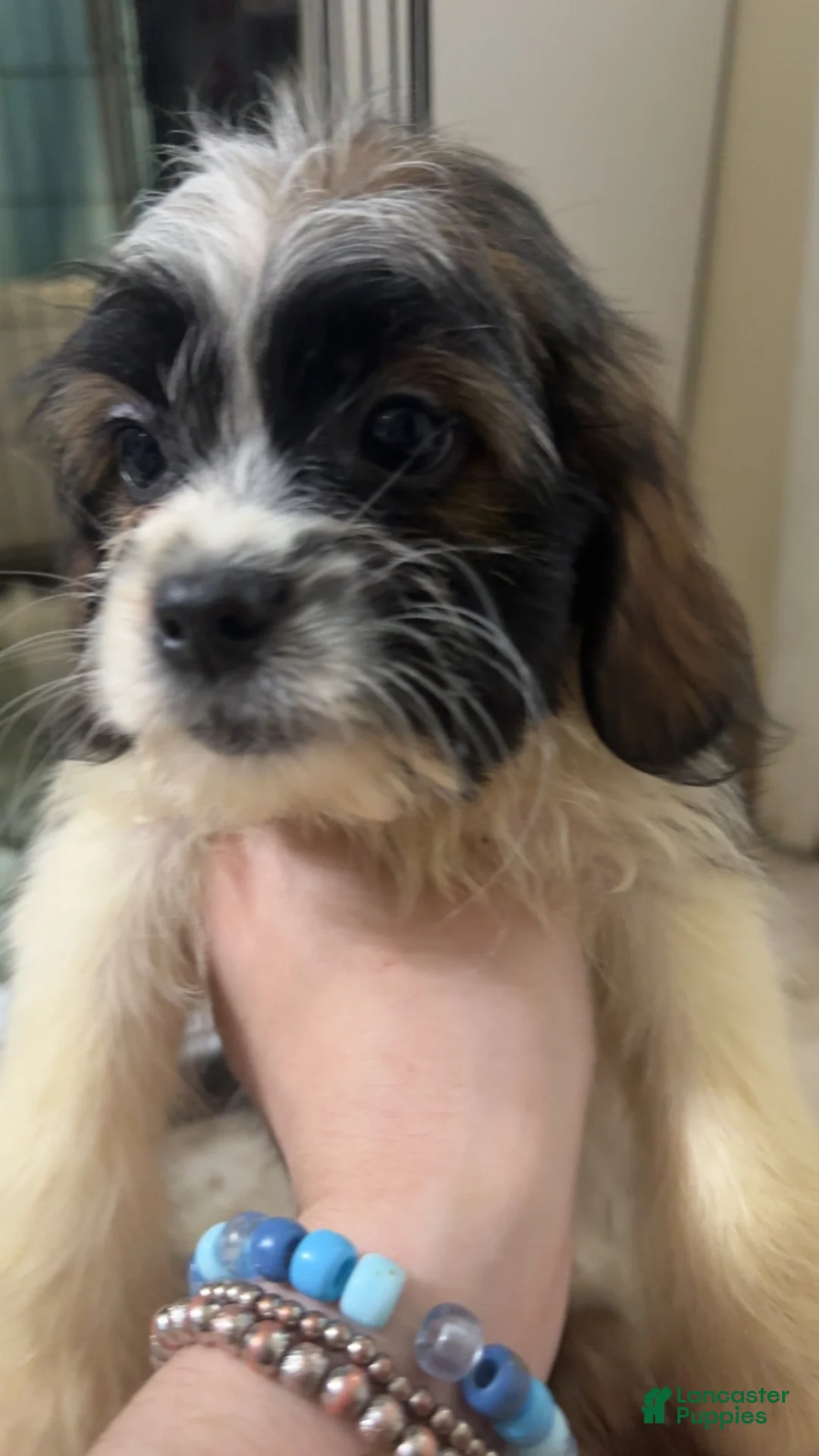 Mixed Breed dogs for sale: Mixed Breed 5 - Ad 1