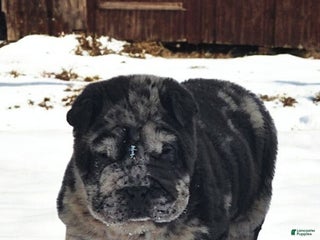 Shar Pei dogs Magic Mike merle mini - Ad 4