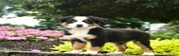 Australian Shepherd dogs for sale: Destiny  - Ad 5