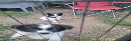 Pomeranian dogs for sale: Oreo - Ad 20
