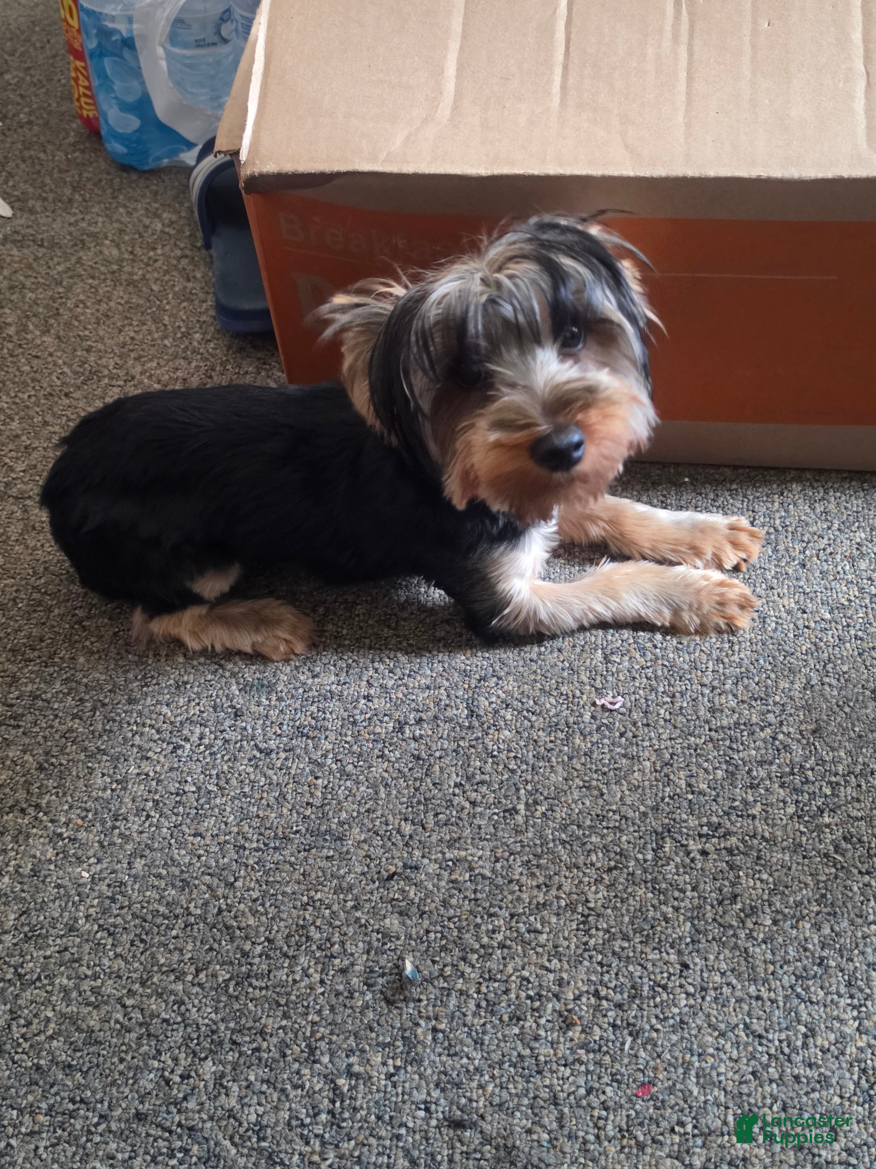 Yorkshire Terrier dogs Yorkshire Terrier 1 - Ad 40