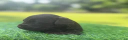 Cockapoo dogs for sale: Nox - Ad 11