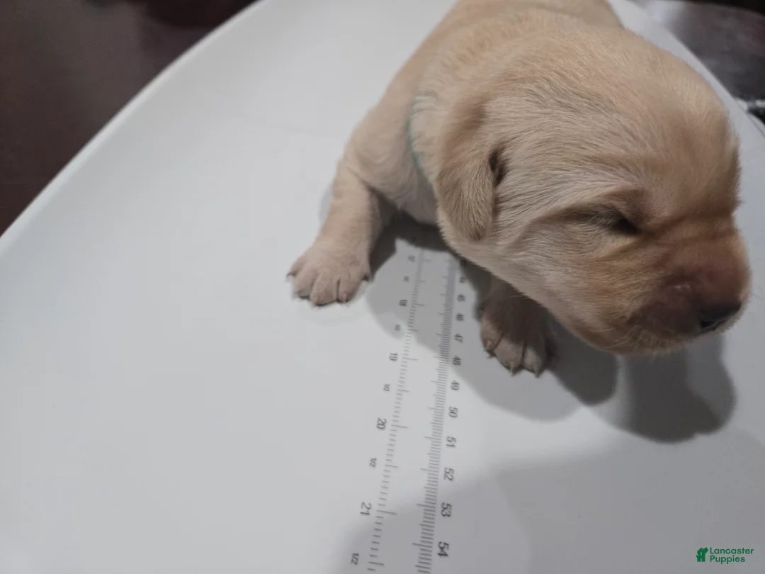 Goldador dogs for sale: Light Blue male - Ad 2