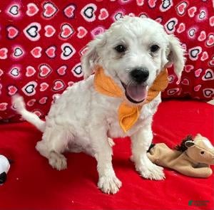 Shih Tzu dogs Rowdy - Ad 18