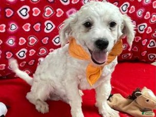 Shih Tzu dogs Rowdy - Ad 7