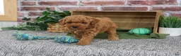 Mini Goldendoodle dogs for sale: Denny - Ad 4