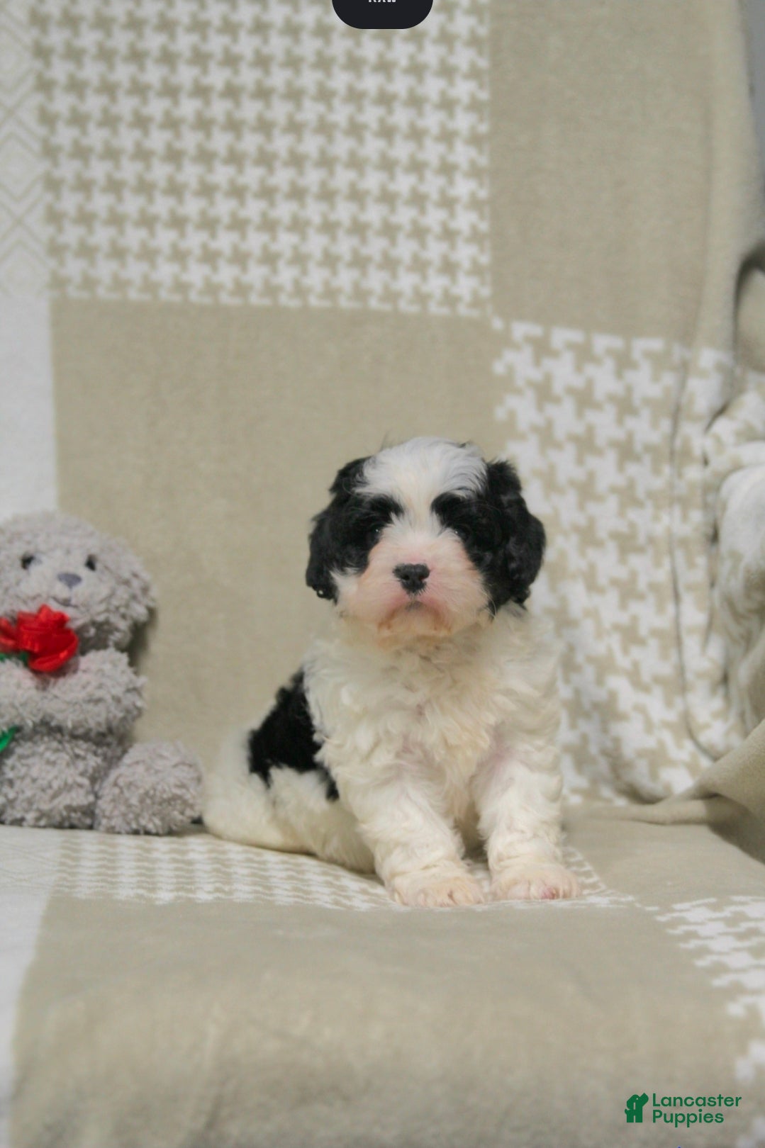 Cavapoo dogs Theo - Ad 1