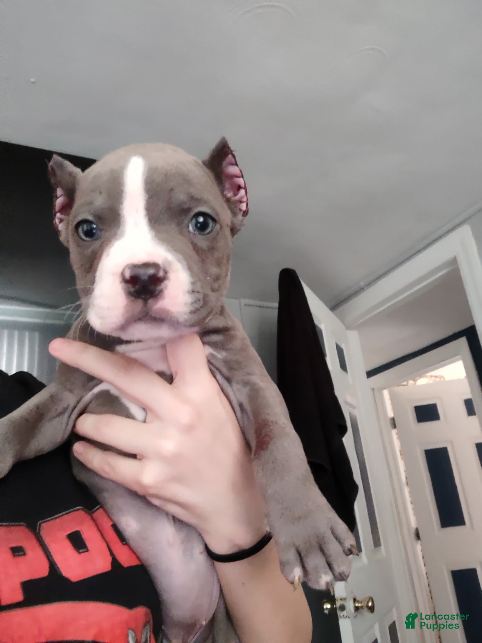 American Bully dogs for sale: Carmella - Ad 3