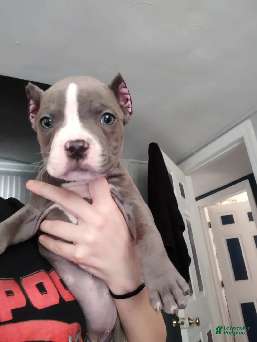 American Bully dogs for sale: Carmella - Ad 1