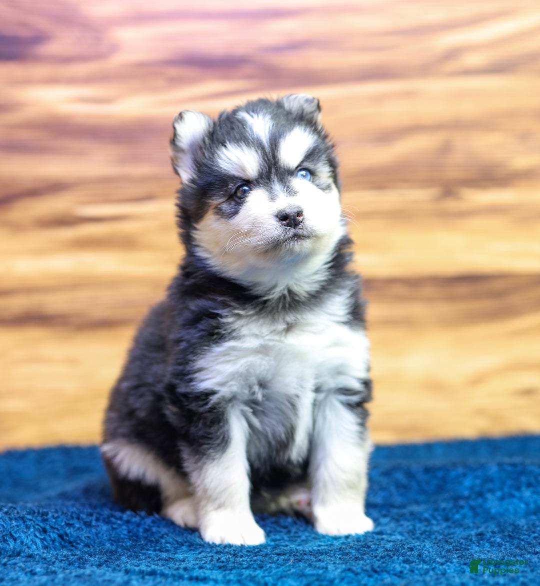 Pomsky dogs for sale: Jet - Ad 5
