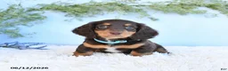 Miniature Dachshund dogs for sale: Scotty - Ad 3