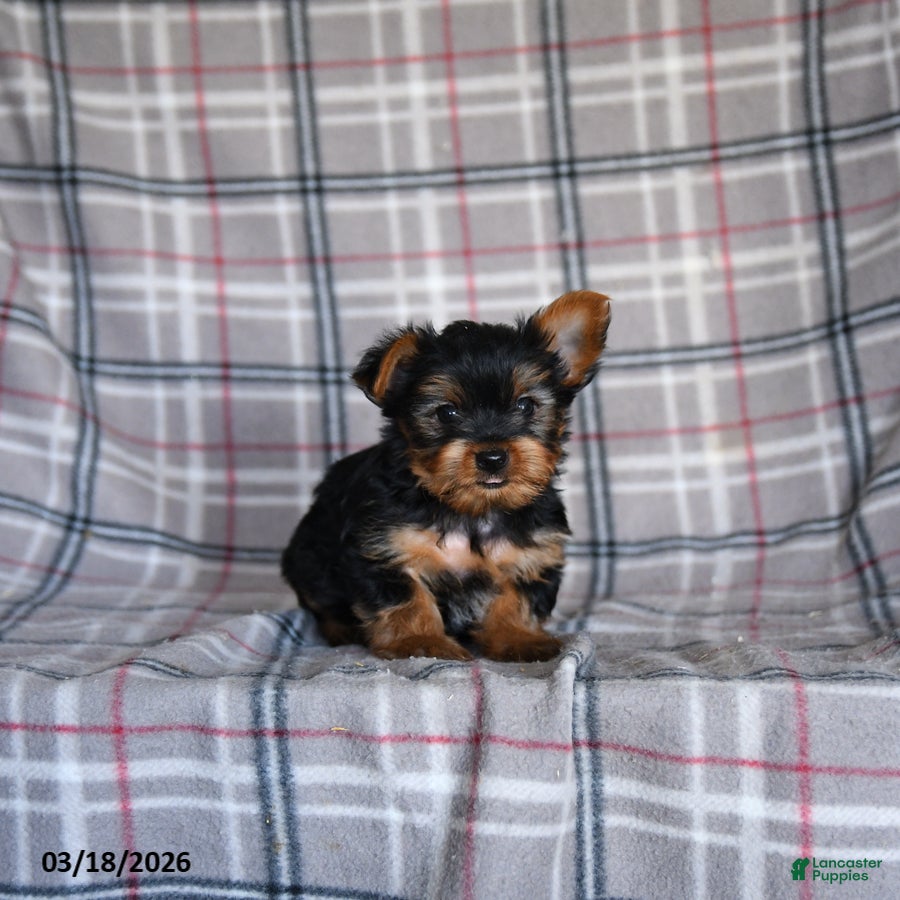Yorkshire Terrier dogs Oscar - Ad 1