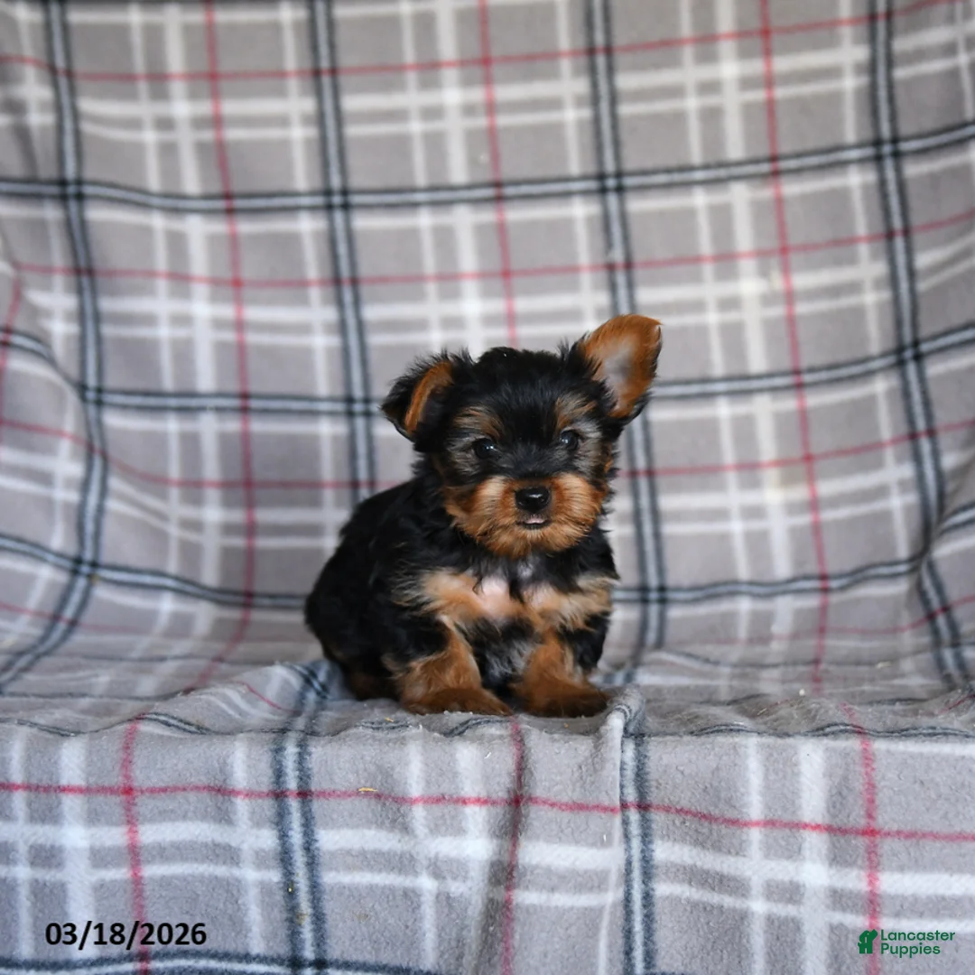 Yorkshire Terrier dogs for sale: Oscar - Ad 1