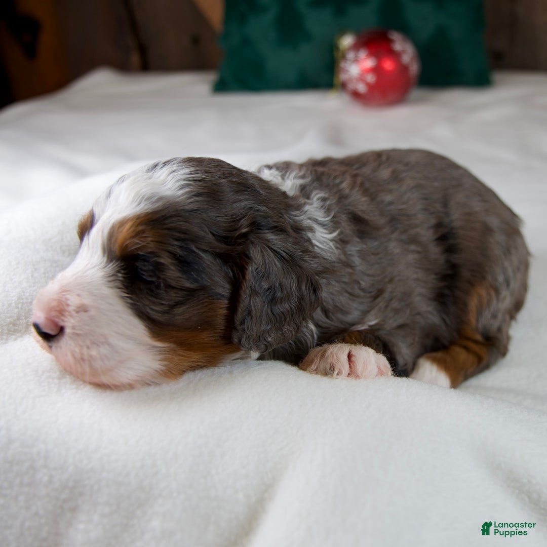 Mini Bernedoodle dogs for sale: Glory Girl - Ad 5