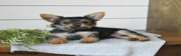 Yorkshire Terrier dogs for sale: Felix - Ad 3