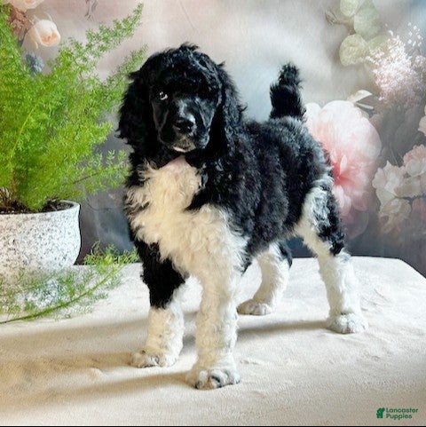 Standard Poodle dogs Trey - Ad 19