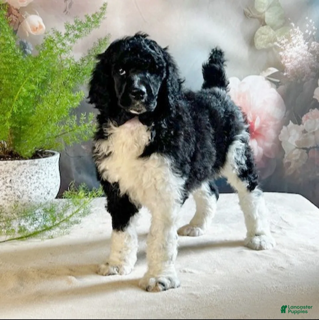 Standard Poodle dogs for sale: Trey - Ad 1