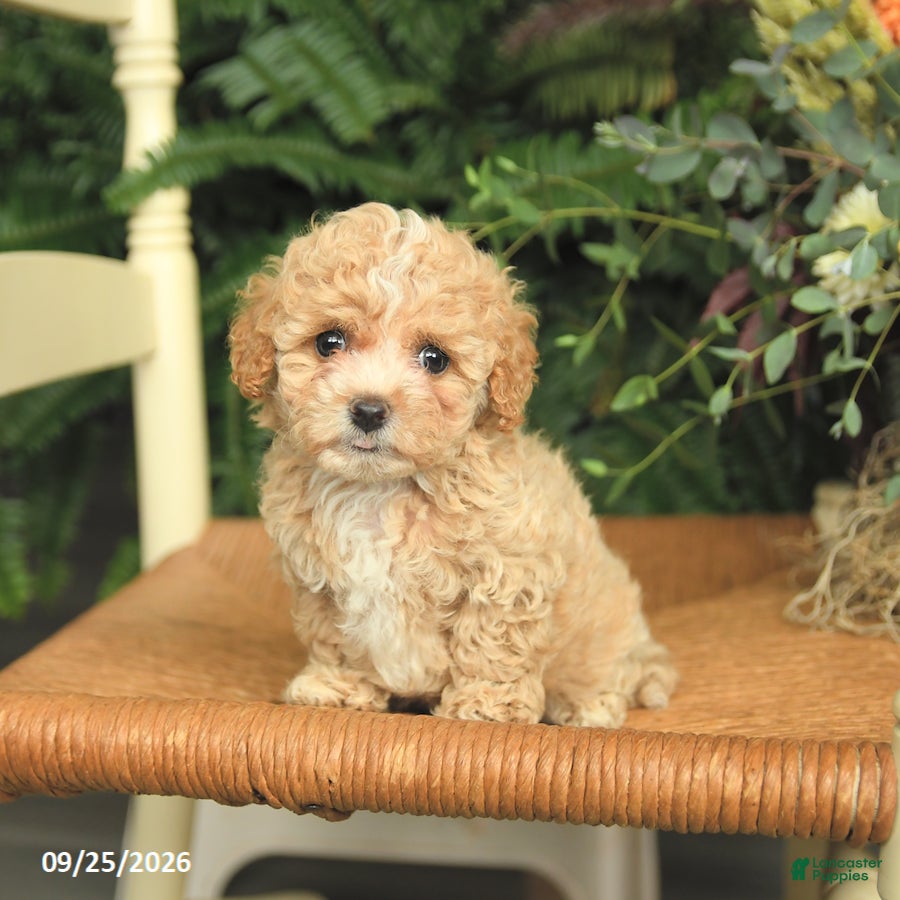 Dottie, Havapoo