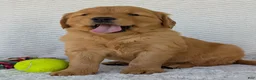 Golden Retriever dogs for sale: Parker - Ad 3