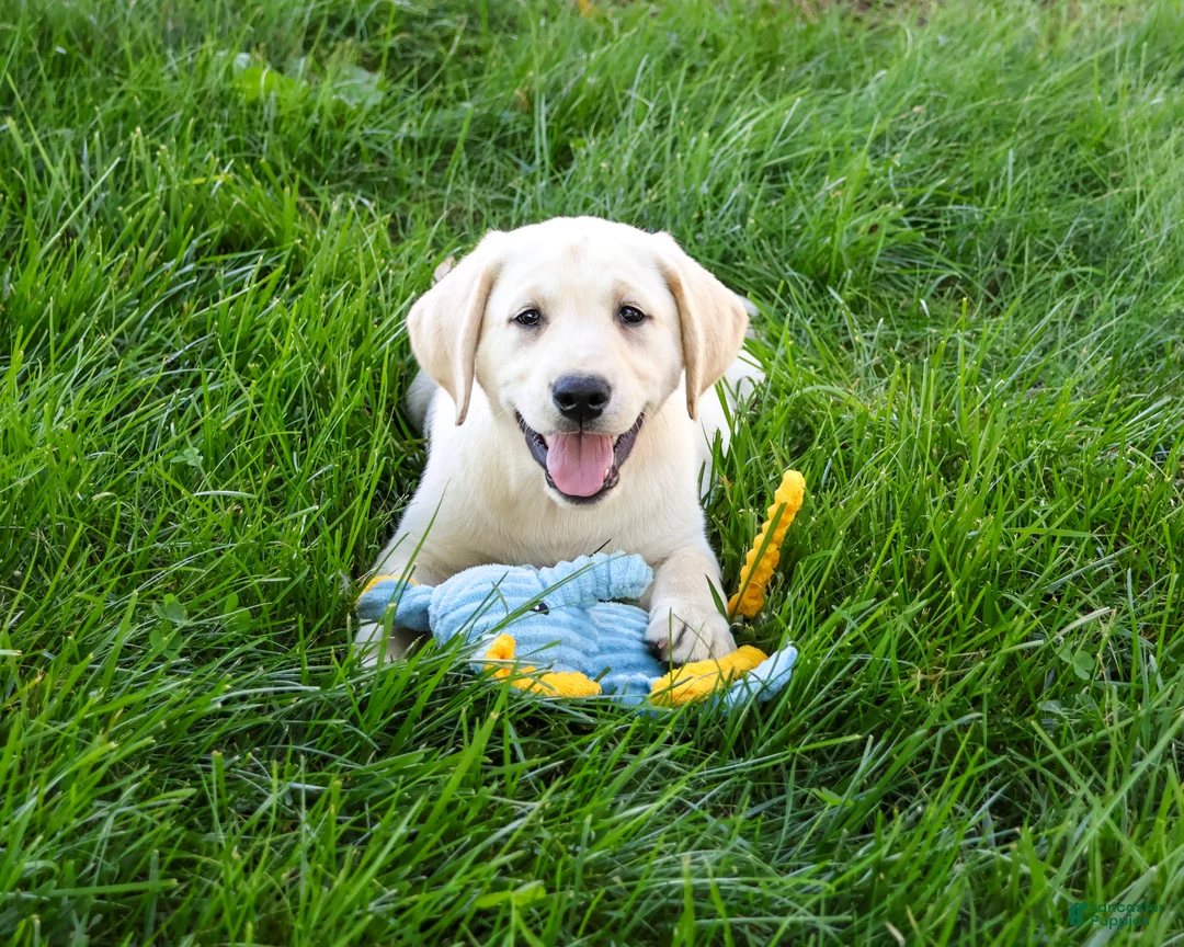 Labrador Retriever dogs for sale: Rodney - Ad 1