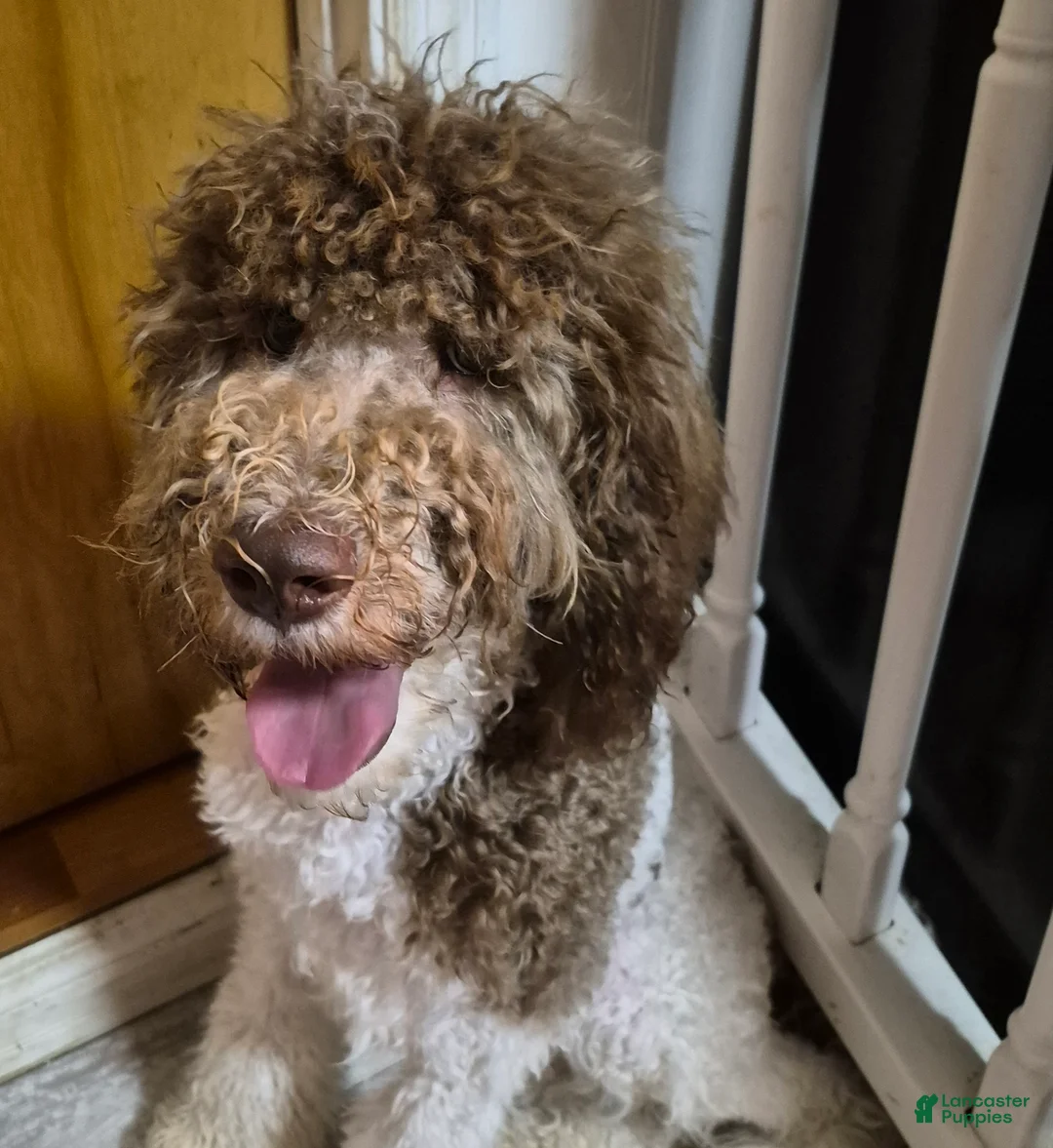 Labradoodle dogs for sale: Holly-CRATE & POTTY trained - Ad 10