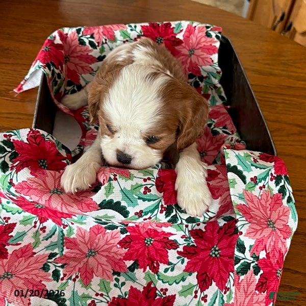 Cavalier King Charles Spaniel dogs Oregano - Ad 16