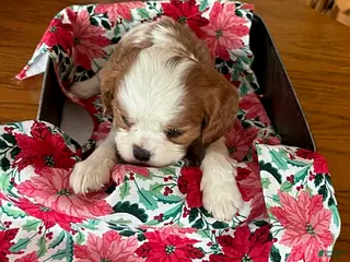 Cavalier King Charles Spaniel dogs Oregano - Ad 42