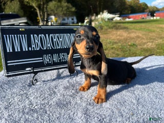 Dachshund dogs - Ad 35