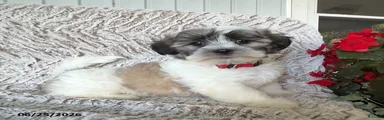 Oscar