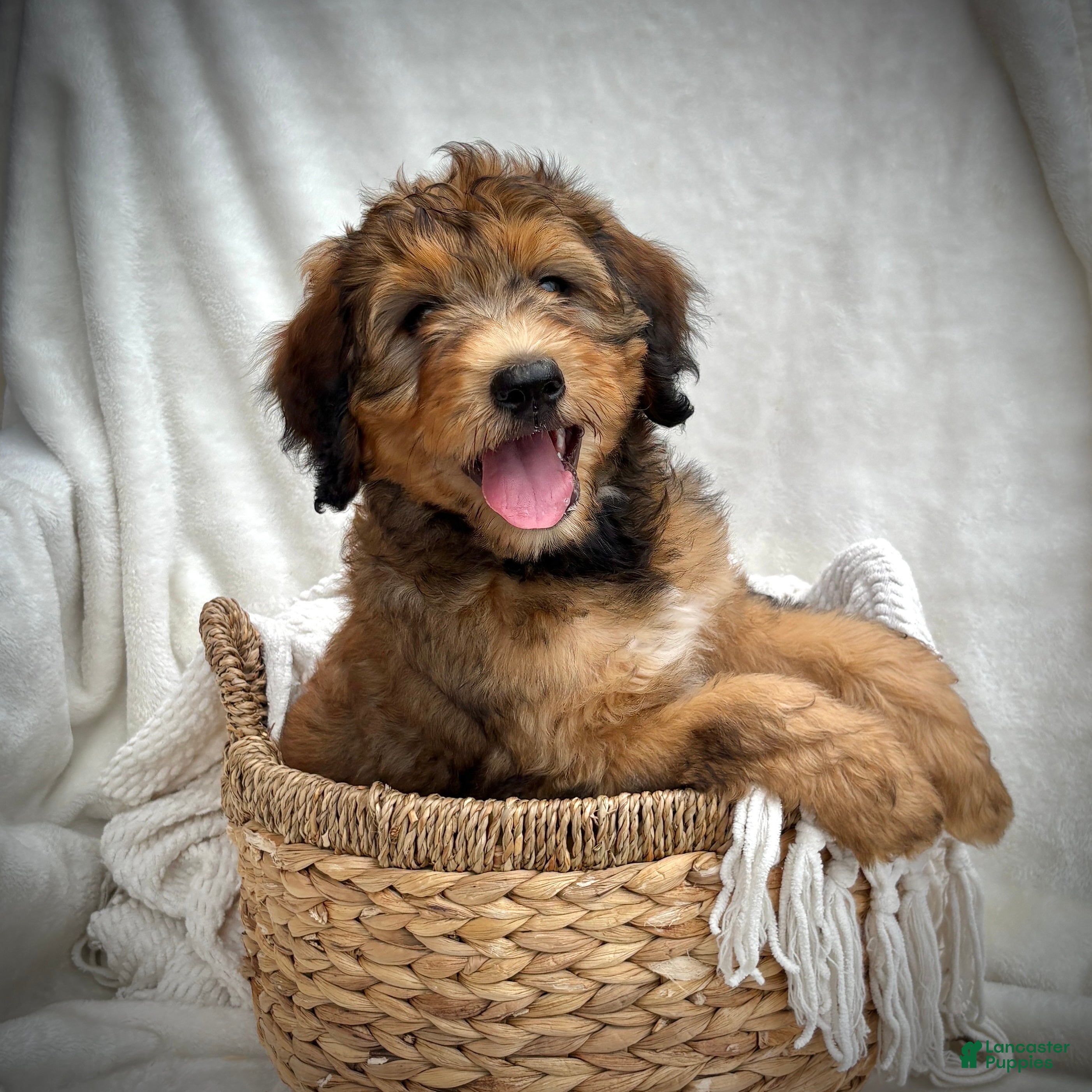 Bernedoodle dogs Sadie - Ad 2