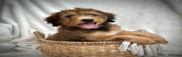 Bernedoodle dogs for sale: Sadie - Ad 2