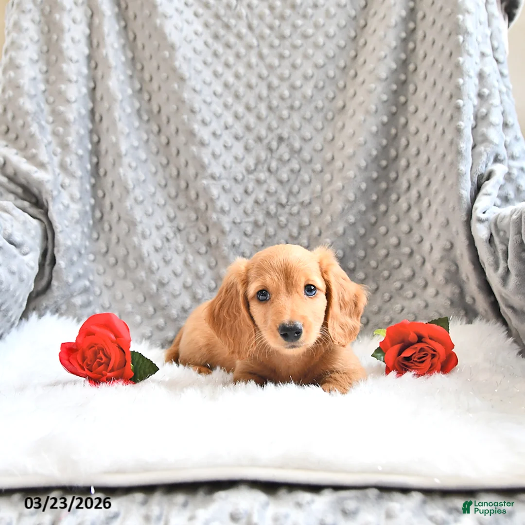 Miniature Dachshund dogs for sale: Asher - Ad 1
