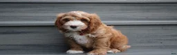 Cockapoo dogs for sale: Lando - Ad 3