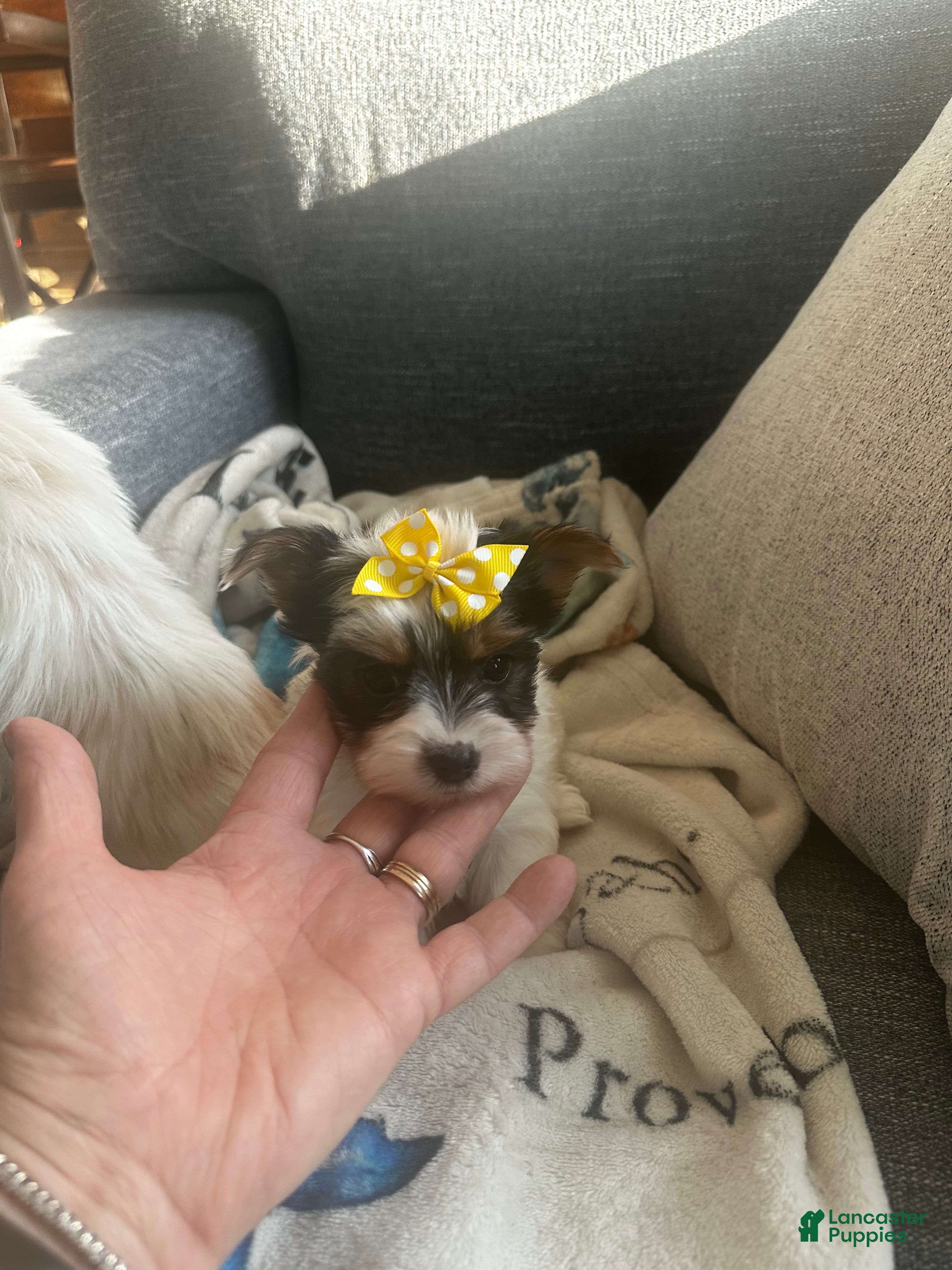 Yorkshire Terrier dogs AKC Petal - Ad 5