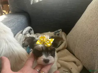 Yorkshire Terrier dogs AKC Petal - Ad 5