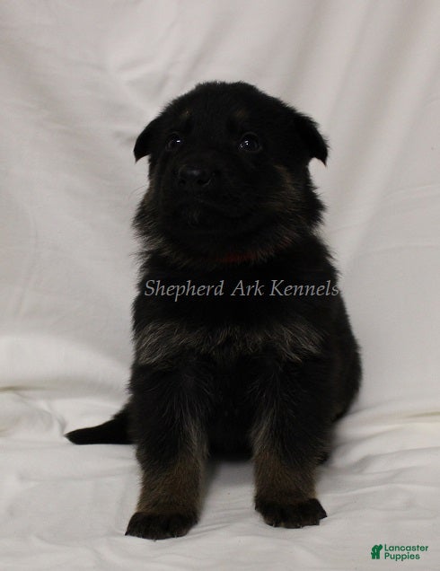 German Shepherd dogs German Shepherd Puppy 5 - Ad 42