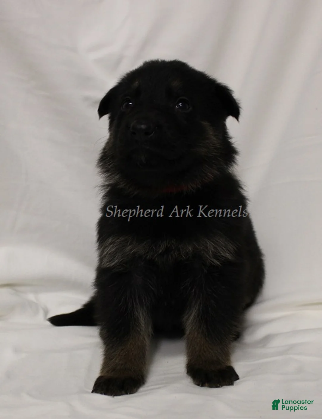 German Shepherd dogs for sale: German Shepherd Puppy 5 - Ad 1