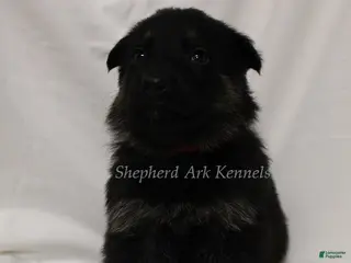 German Shepherd dogs German Shepherd Puppy 5 - Ad 16
