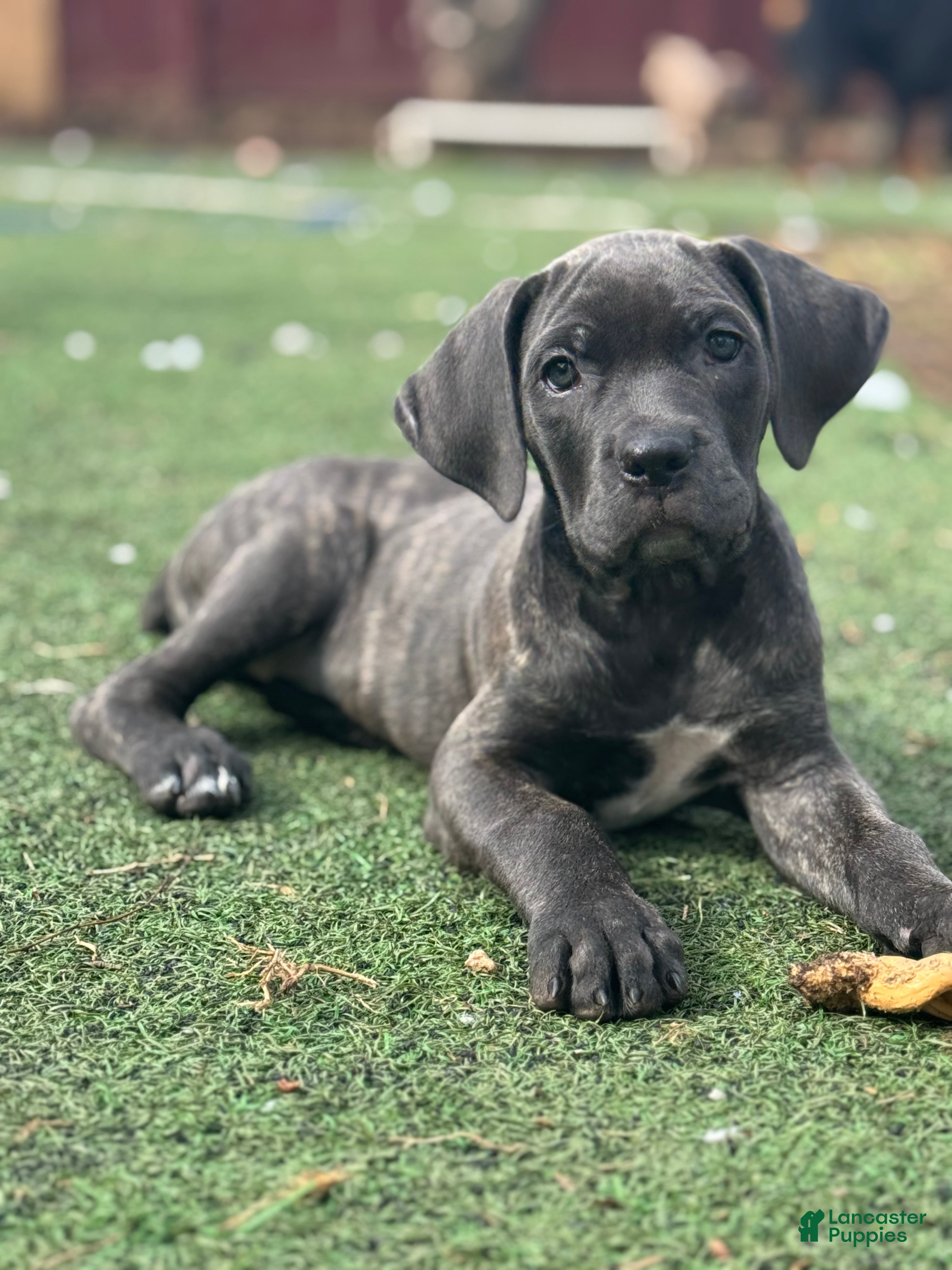 Cane Corso dogs Raven - Ad 1