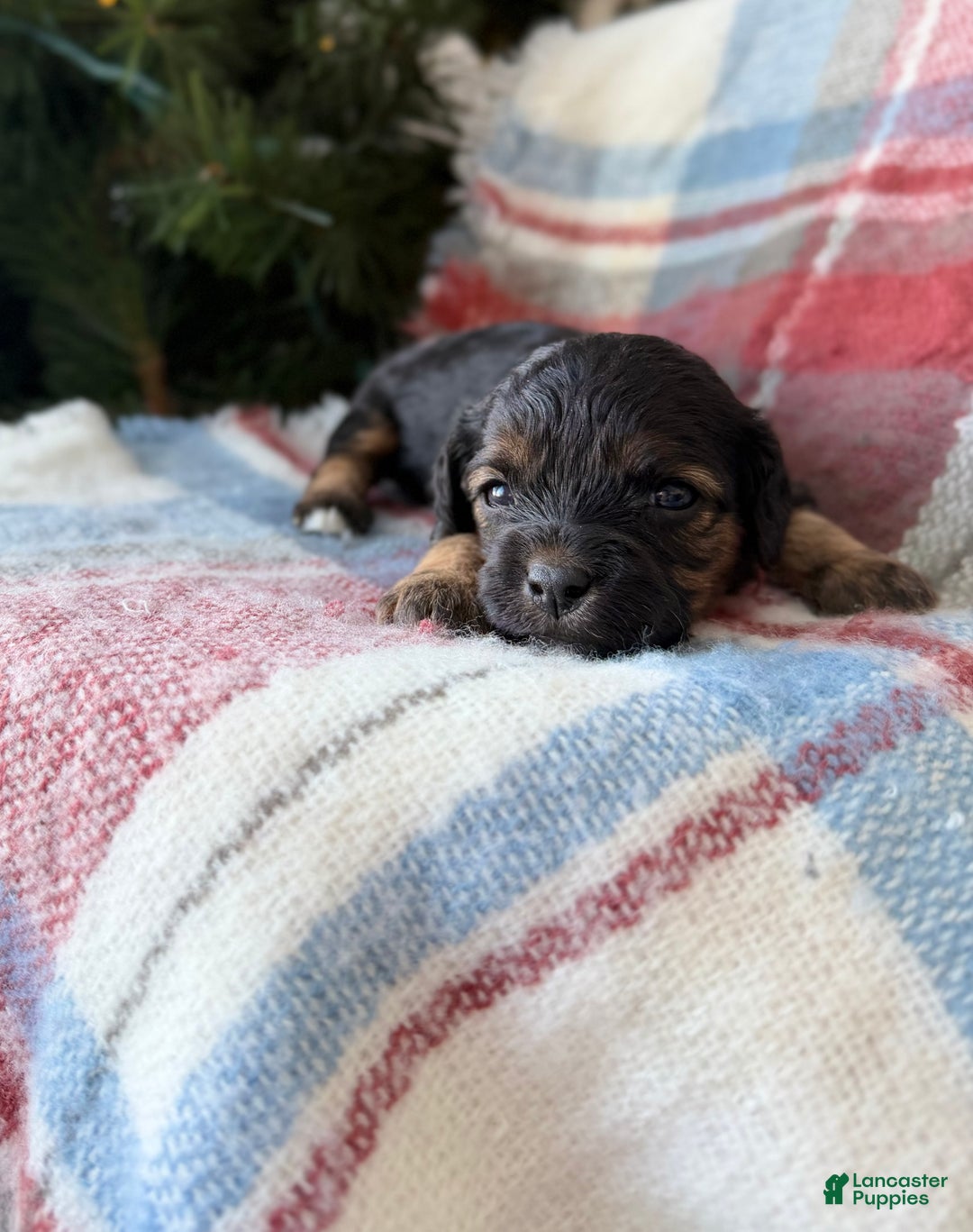 Cavapoo dogs for sale: Eve - Ad 2