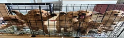 Golden Retriever dogs for sale: Golden Retriever Puppy 3 "BLUE" - Ad 4