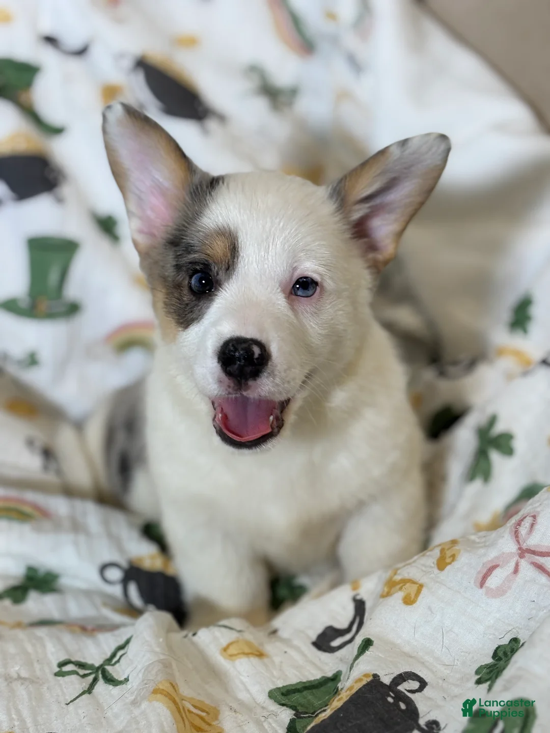 American Corgi dogs for sale: Van - Ad 2